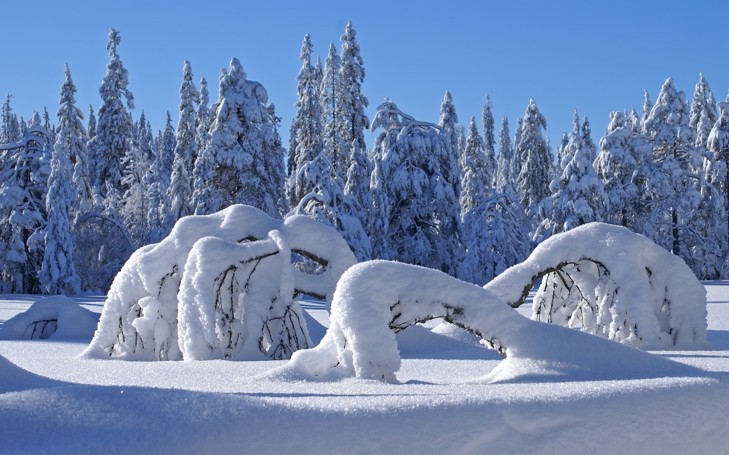 Лес покрытый снегом