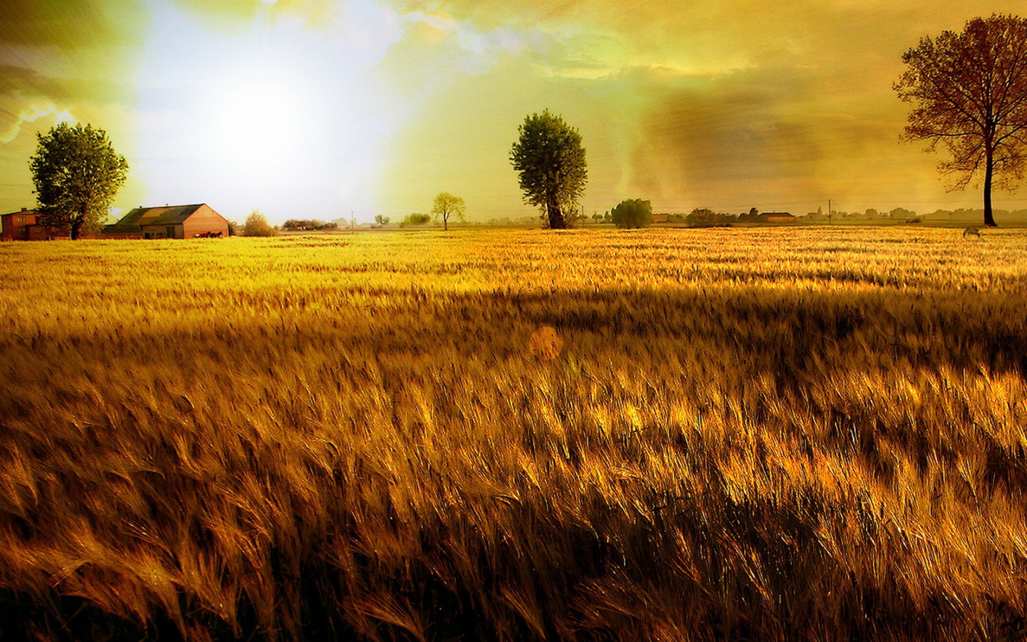 Золотое поле