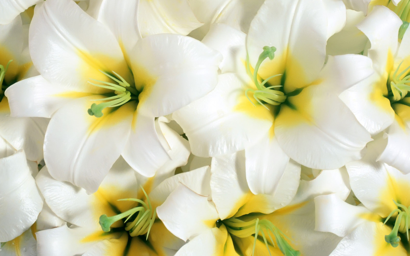 Красивые цветы