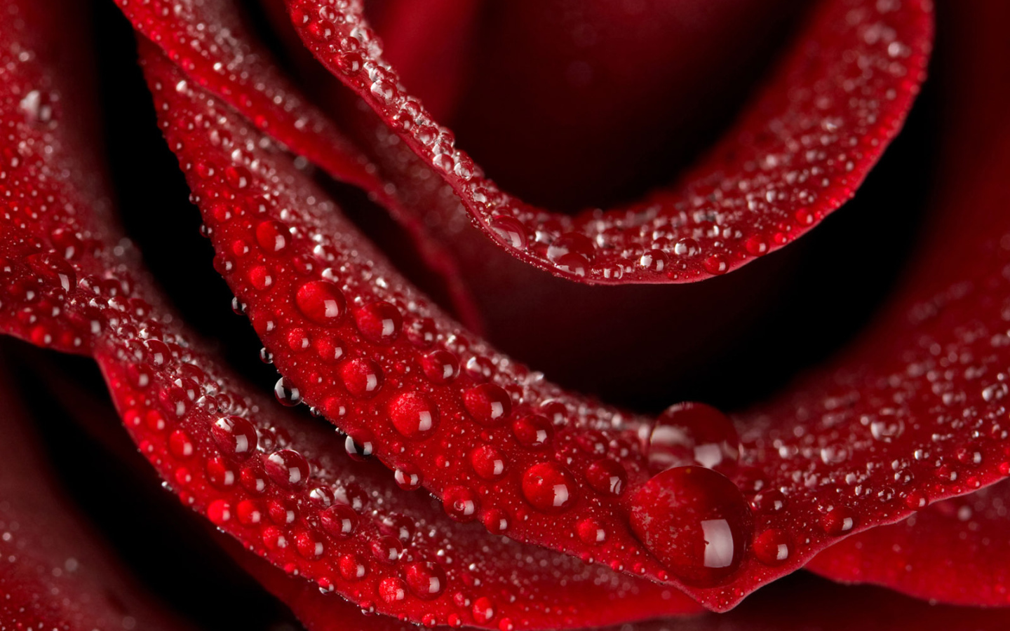 Цветок любви Роза