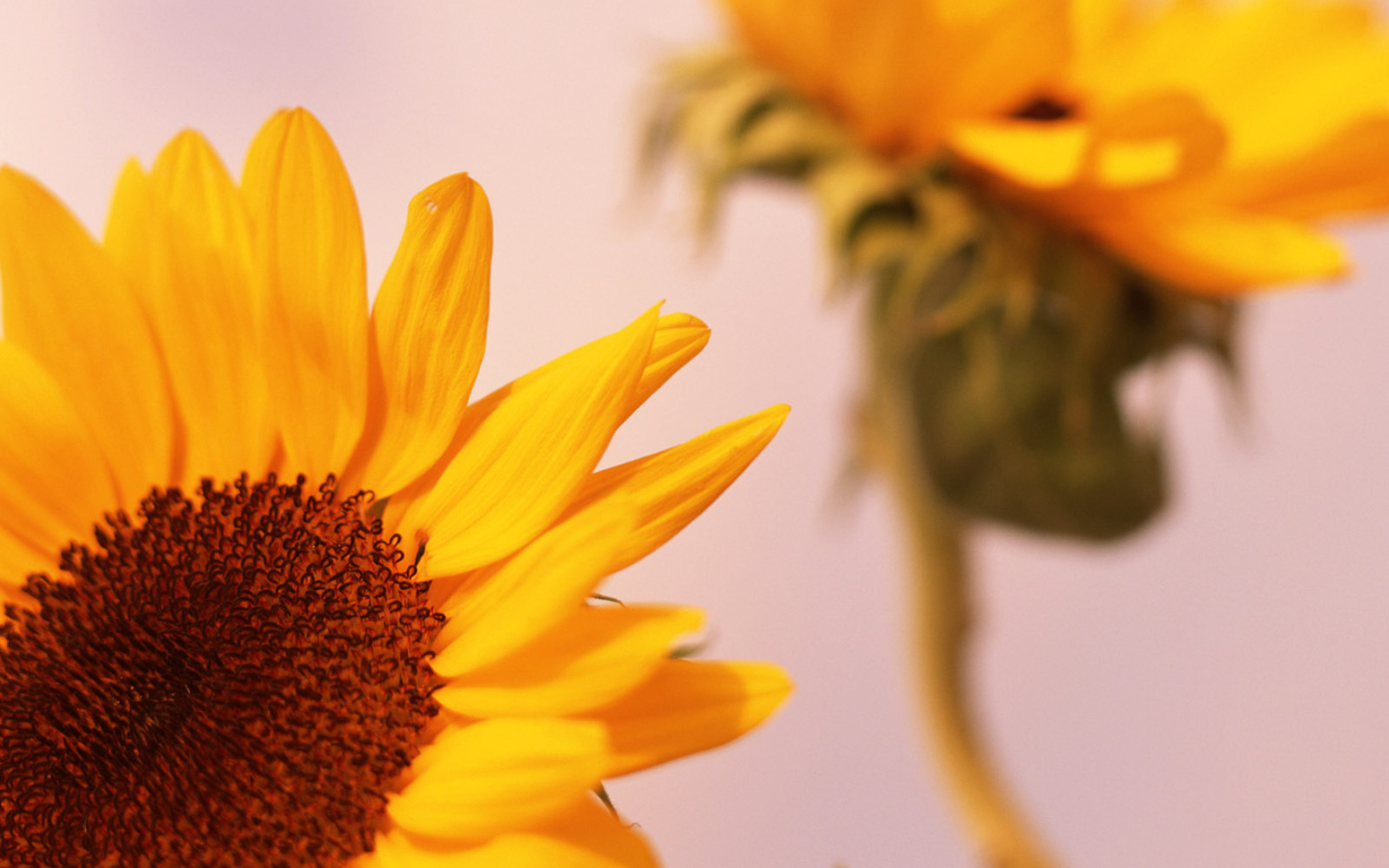 Цветы солнца