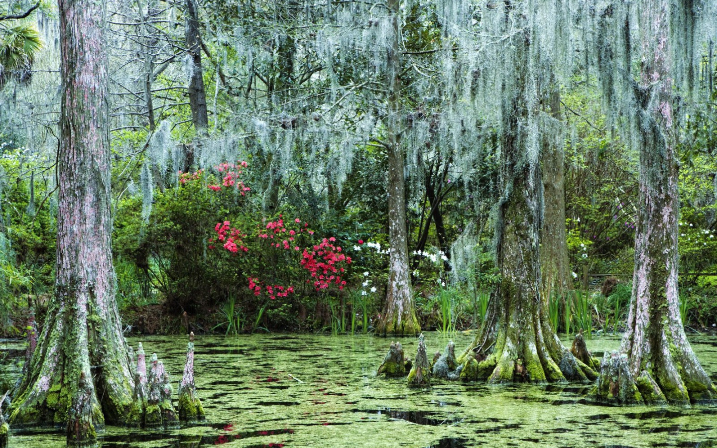 Затонувший лес