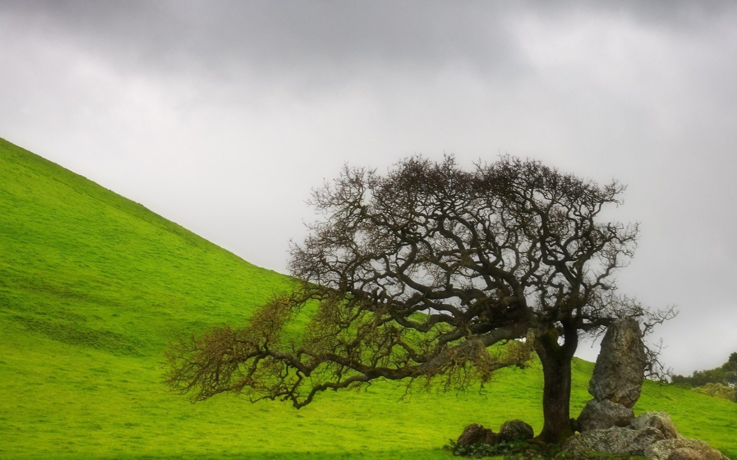 старое дерево
