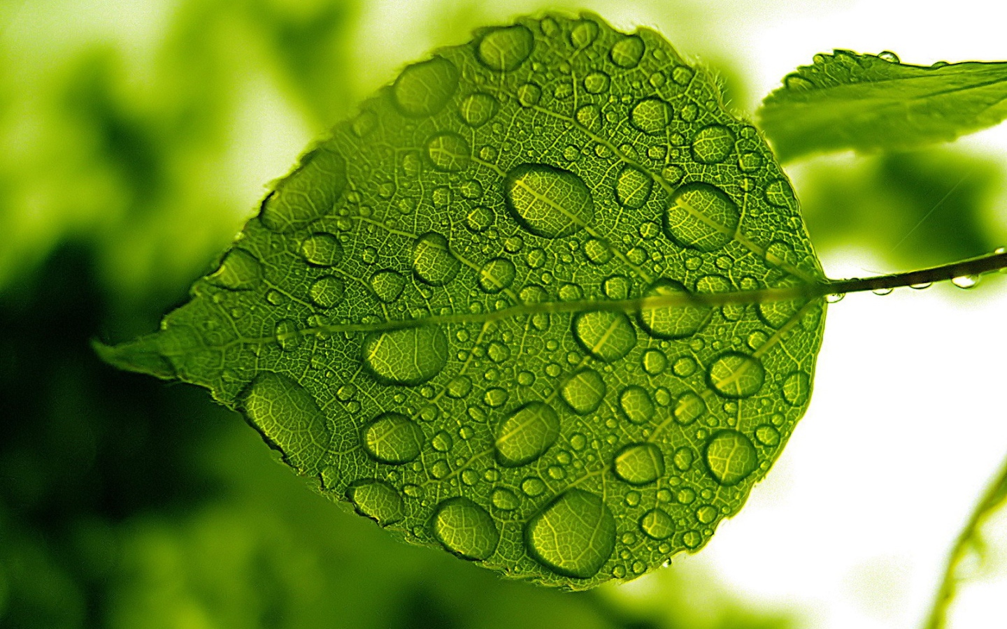 Зеленый лист