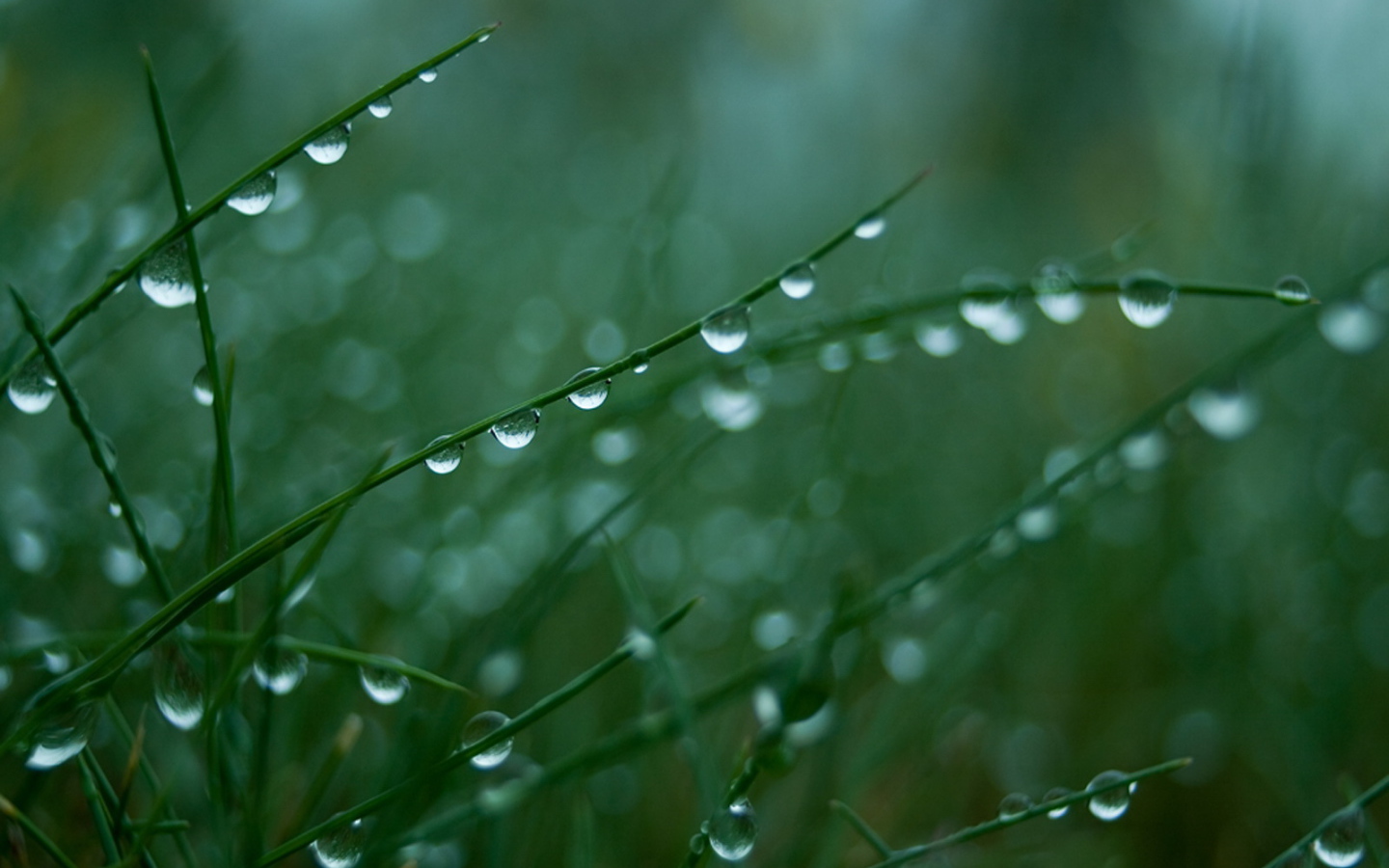 Мокрая трава