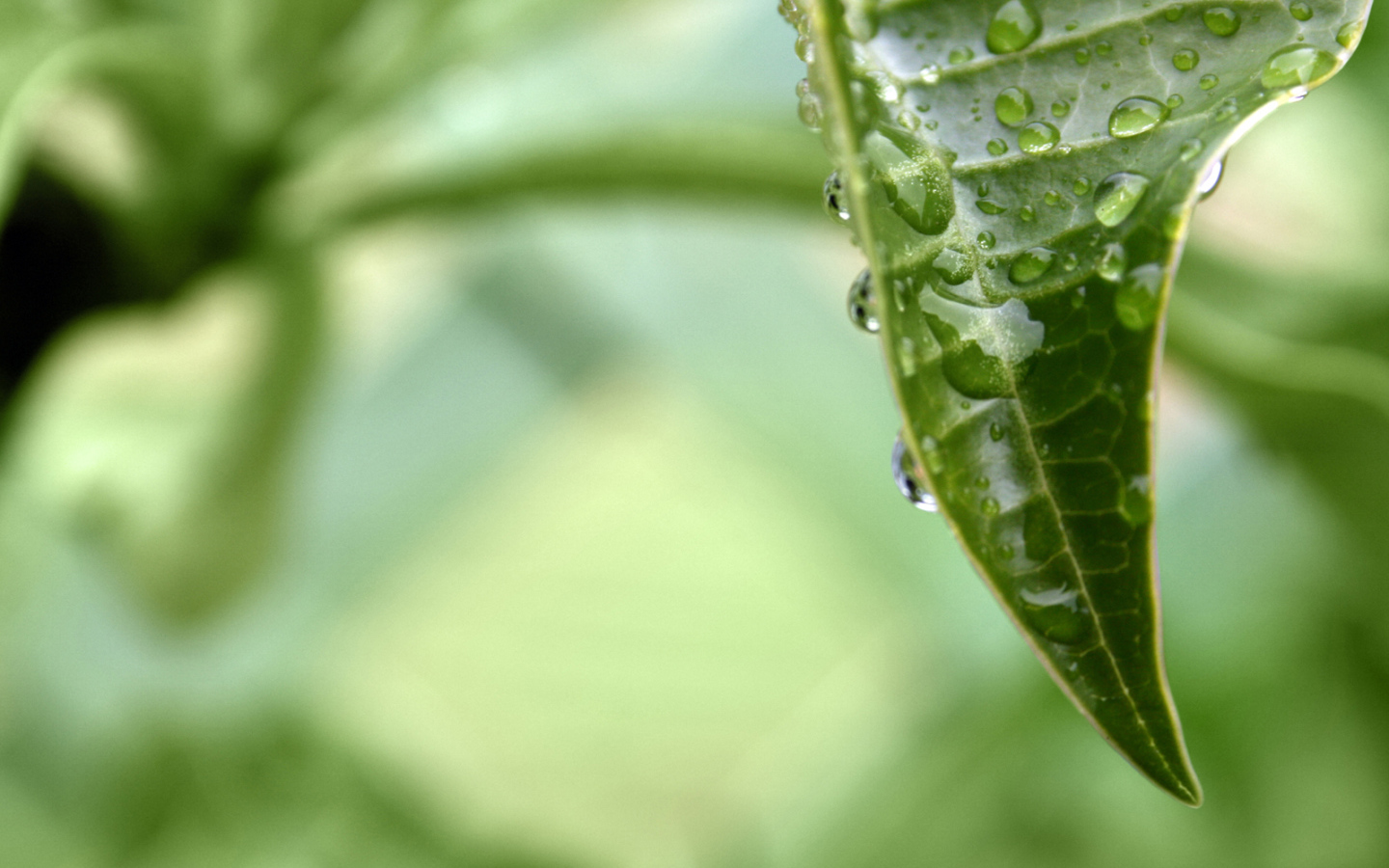 раса на листе