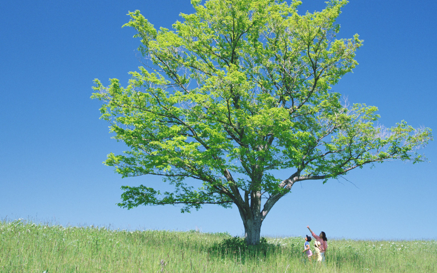 В тени высокого дерева