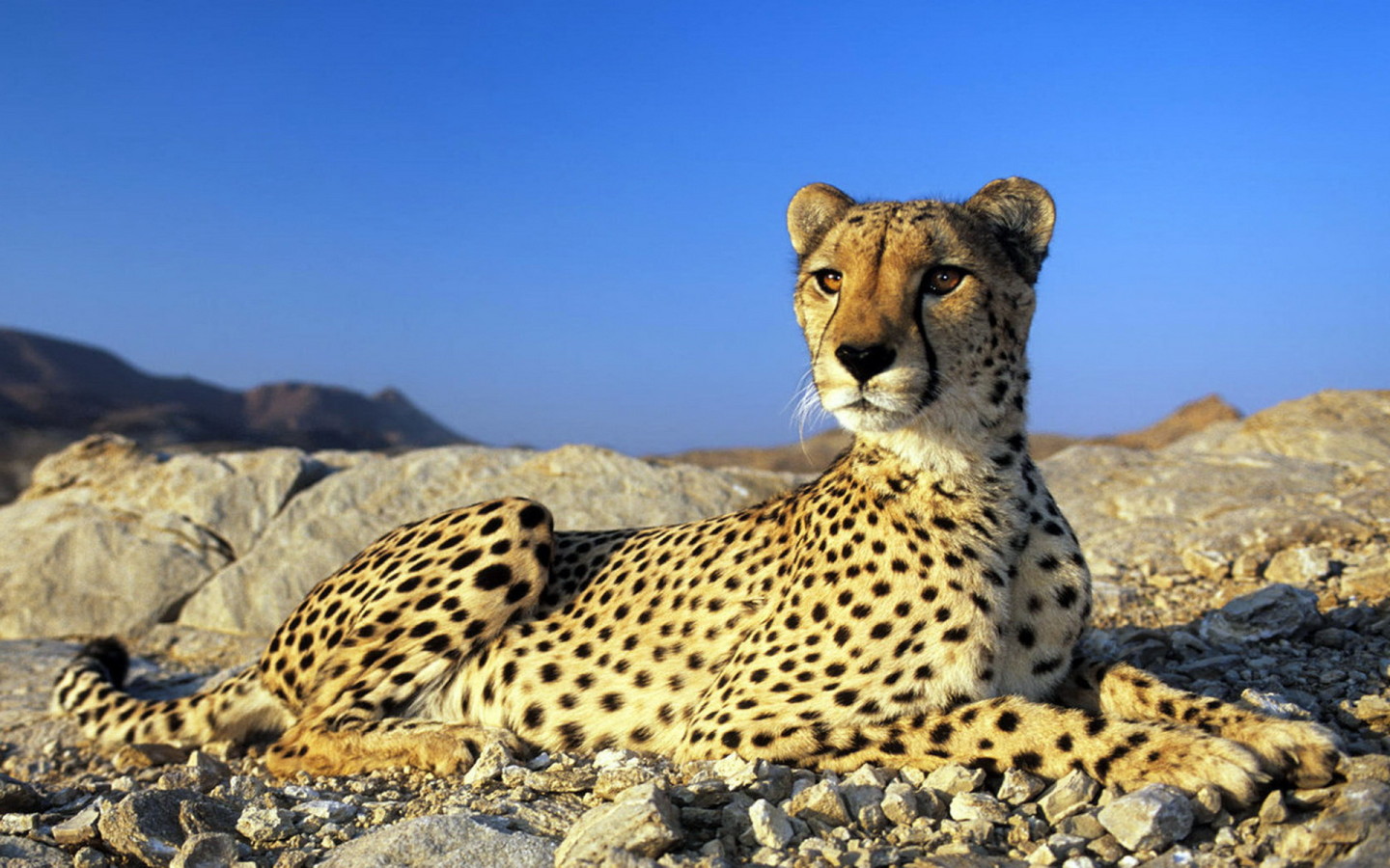 Гепард на камнях