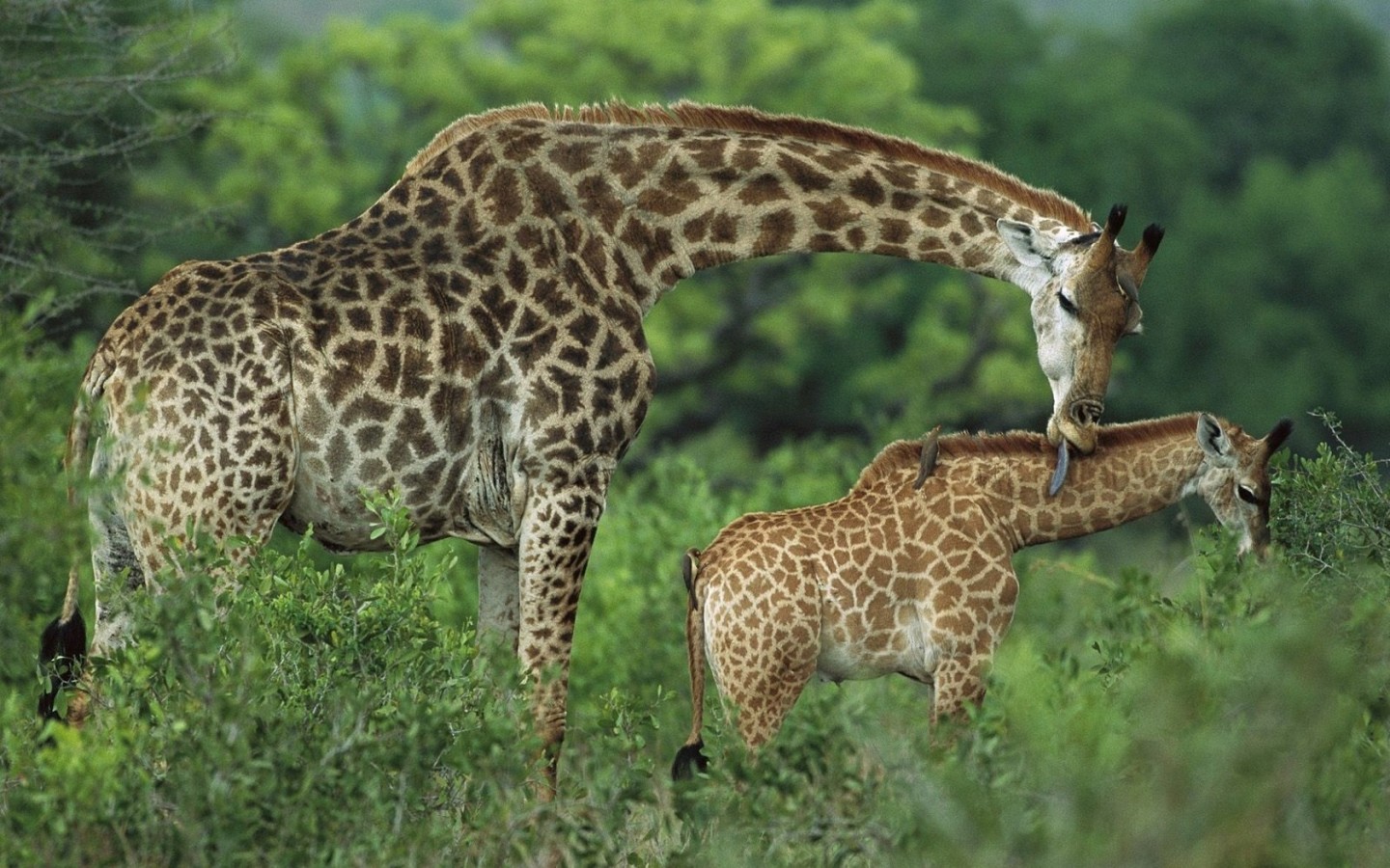 Семья жирафов