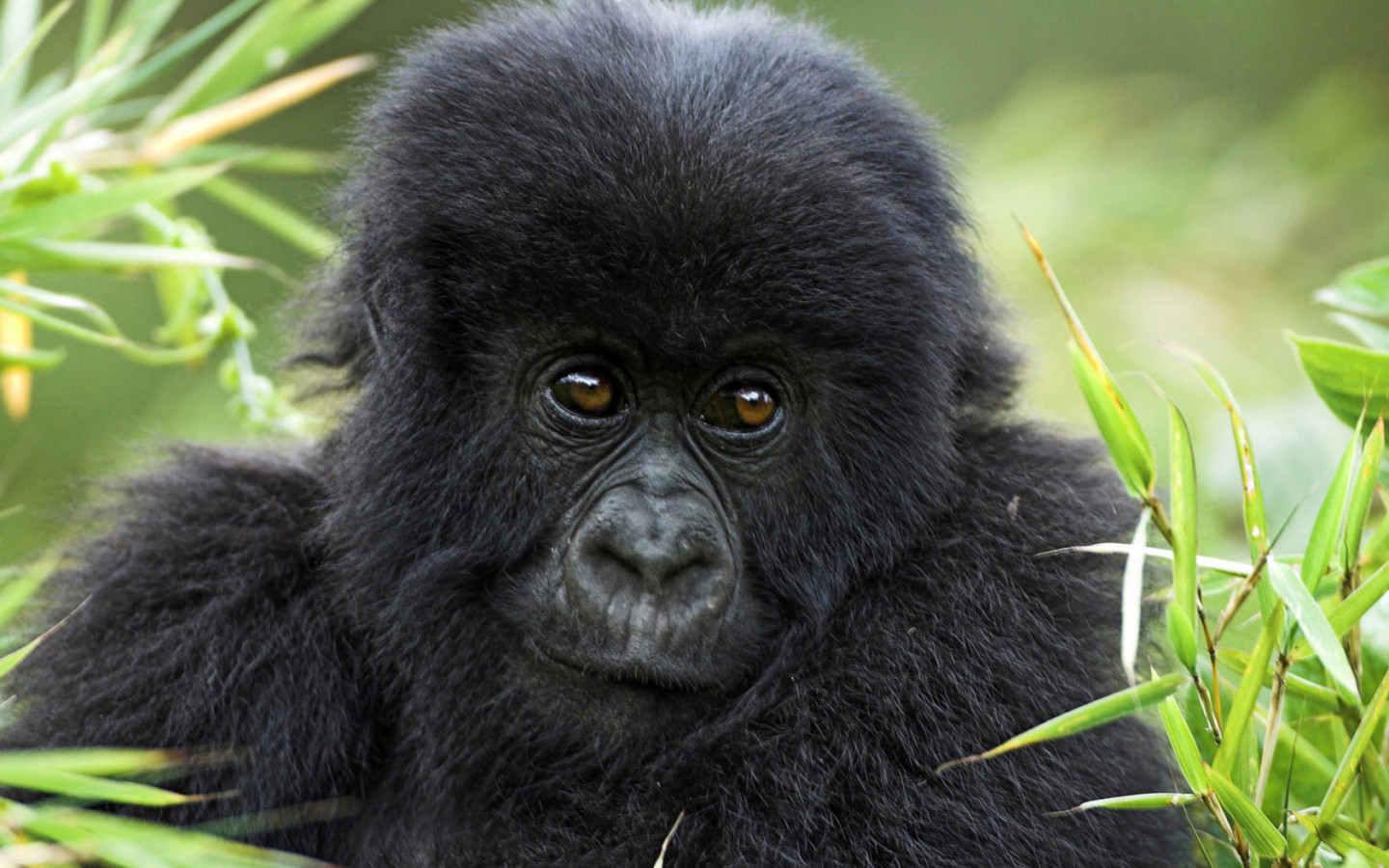 Горилла в траве
