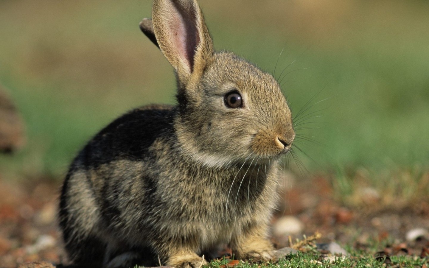 Заяц среди зелени