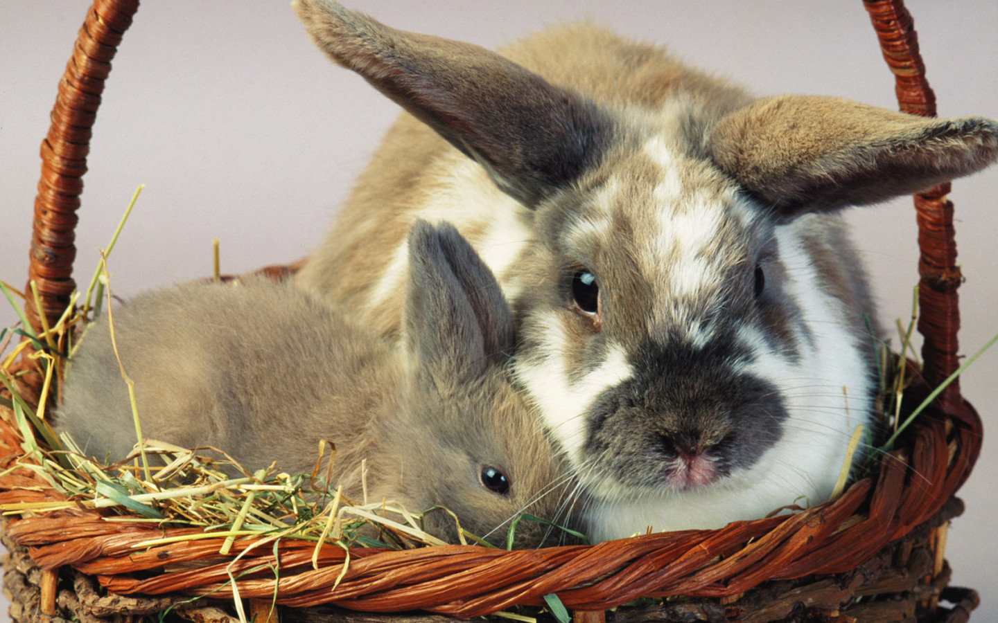 Зайцы в корзине