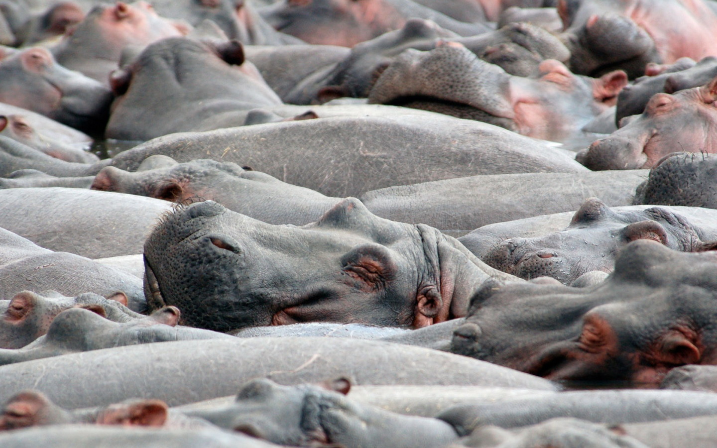 Бегемоты на купании