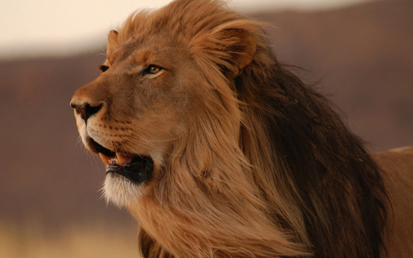 смотрящий в даль Лев