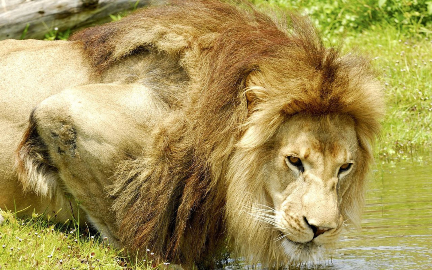 Лев на водопое