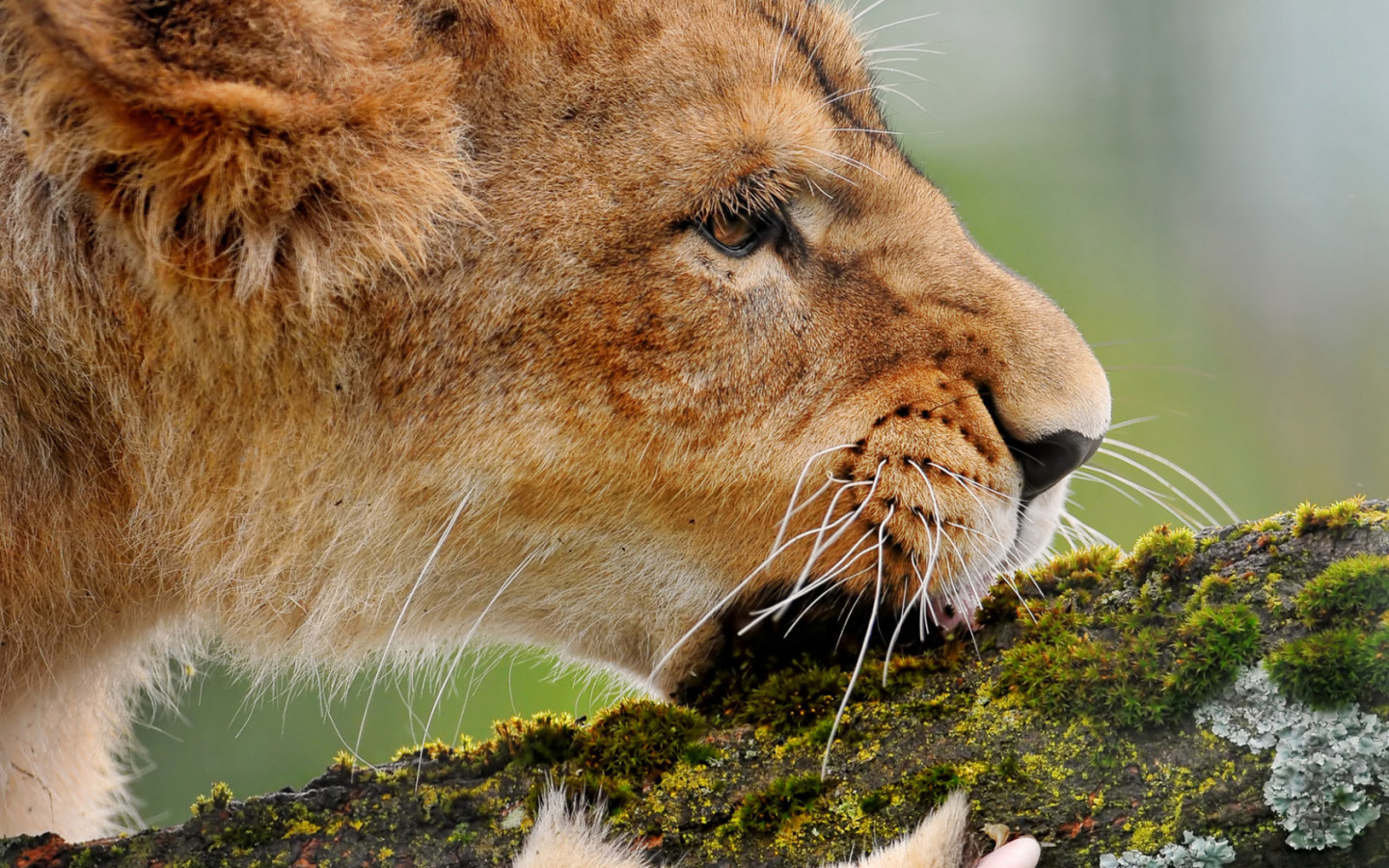 Львица грызущая ветку