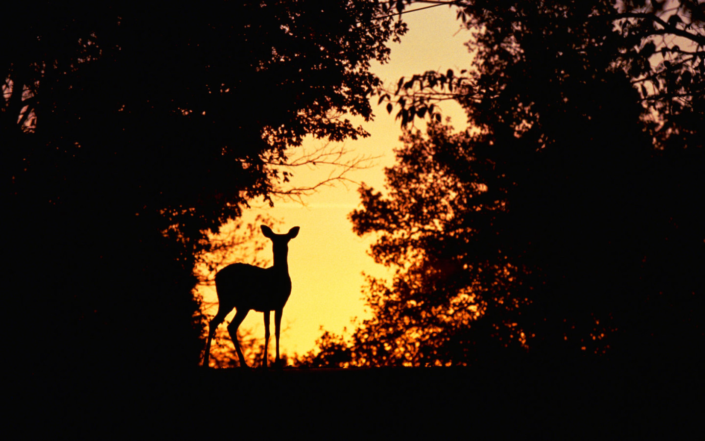 Косуля на закате