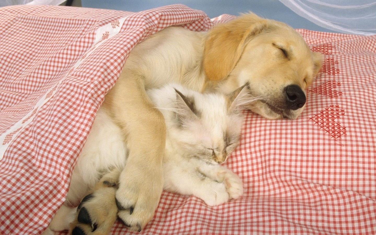 Спящие друзья