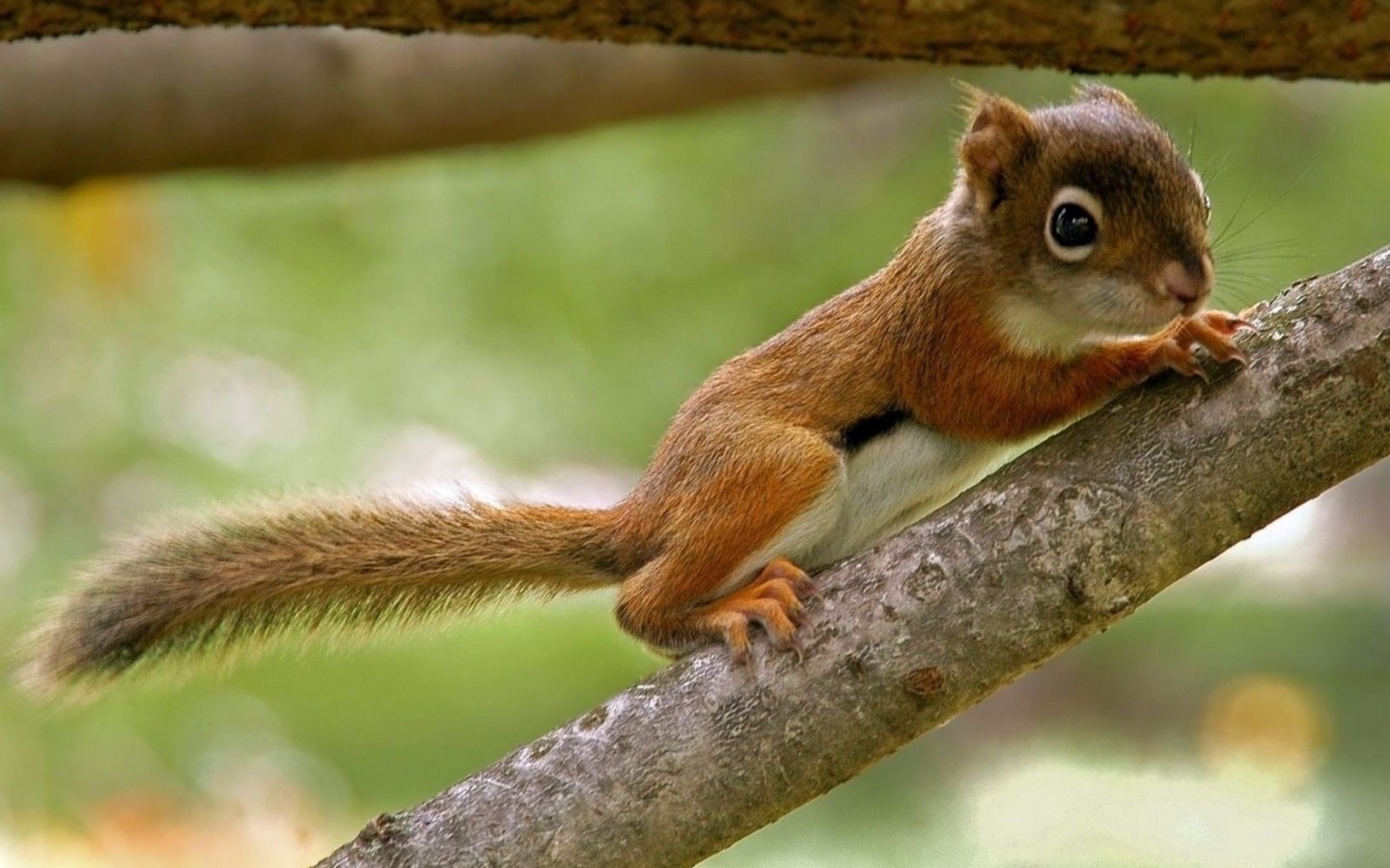 Бельчонок на ветке