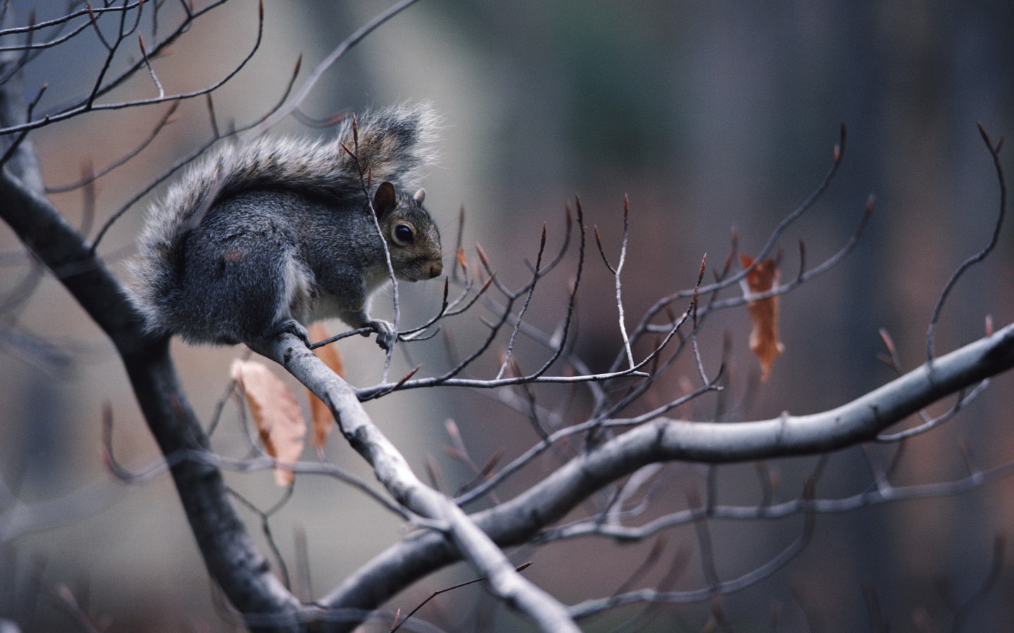Белка на ветке