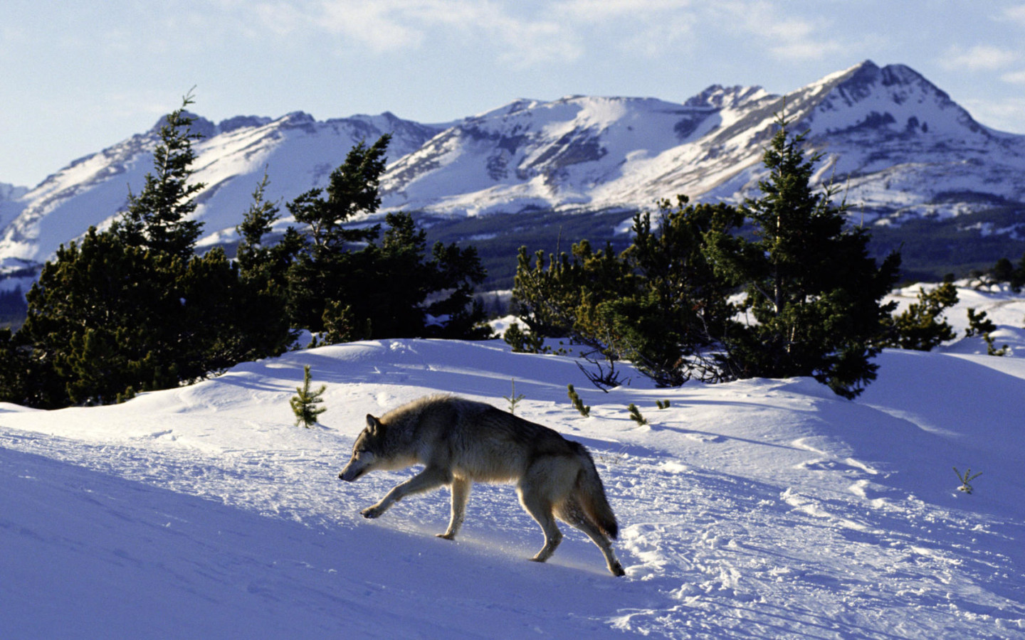 Волк идет по следу