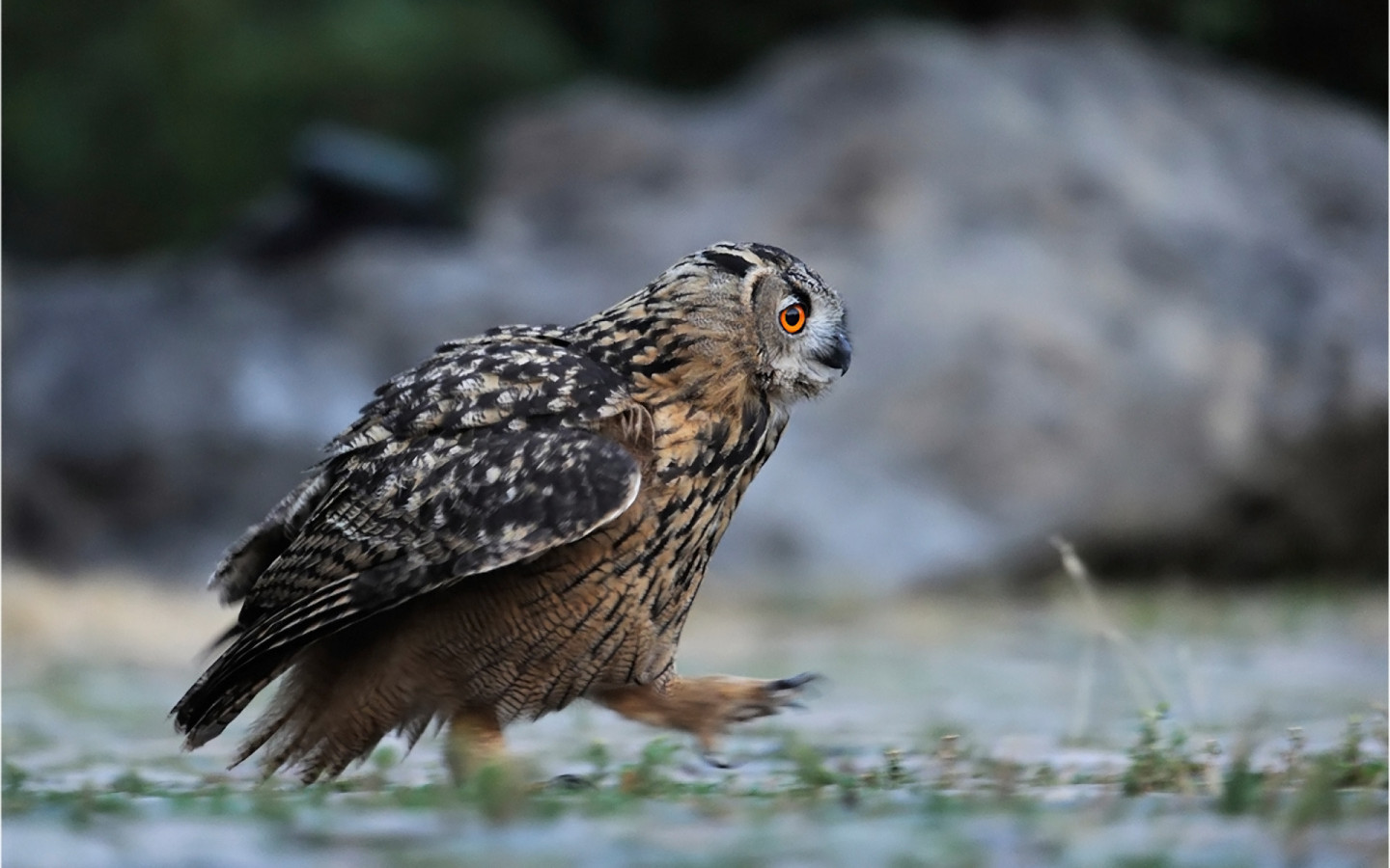 Идущая сова