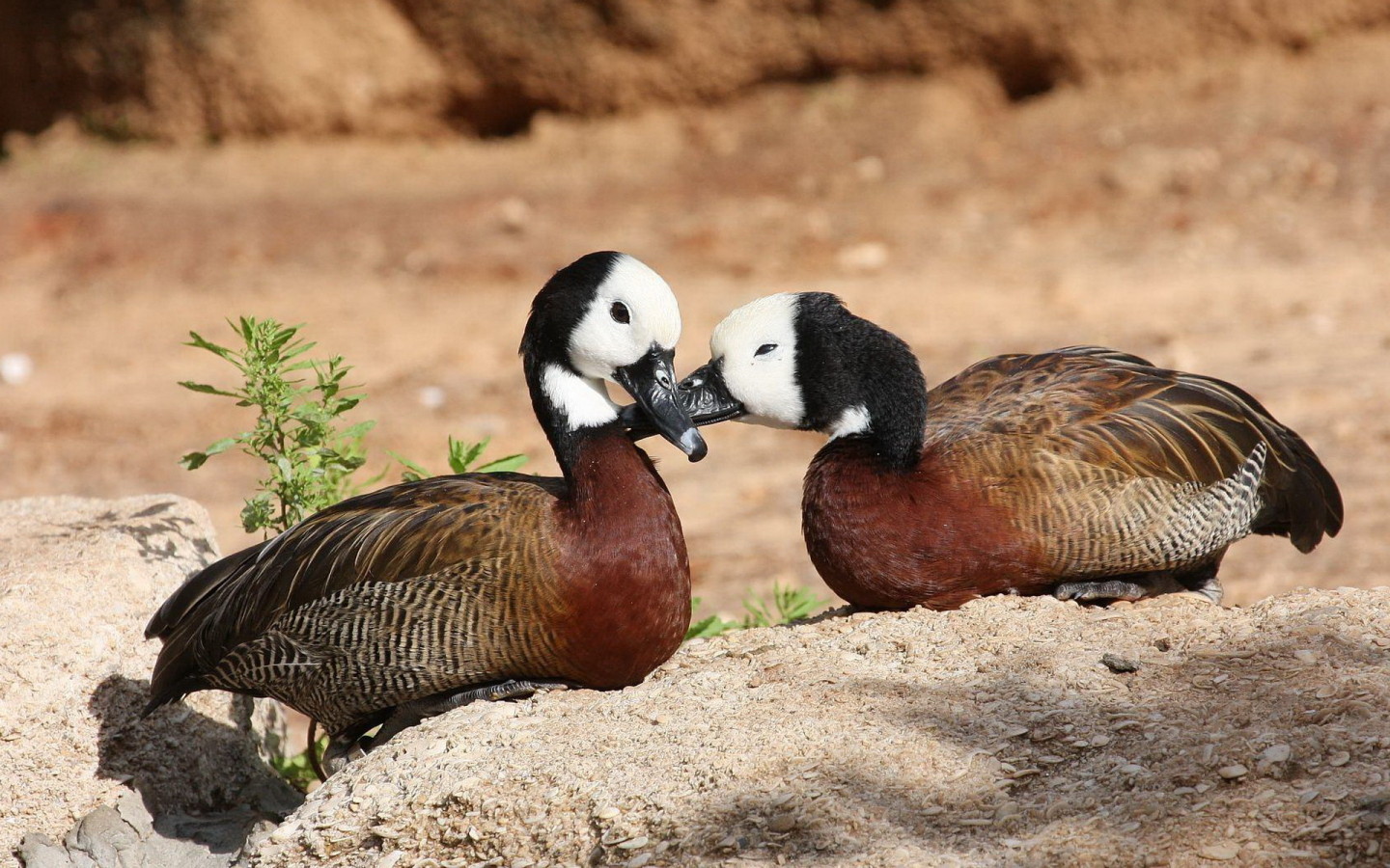 Парочка диких уток
