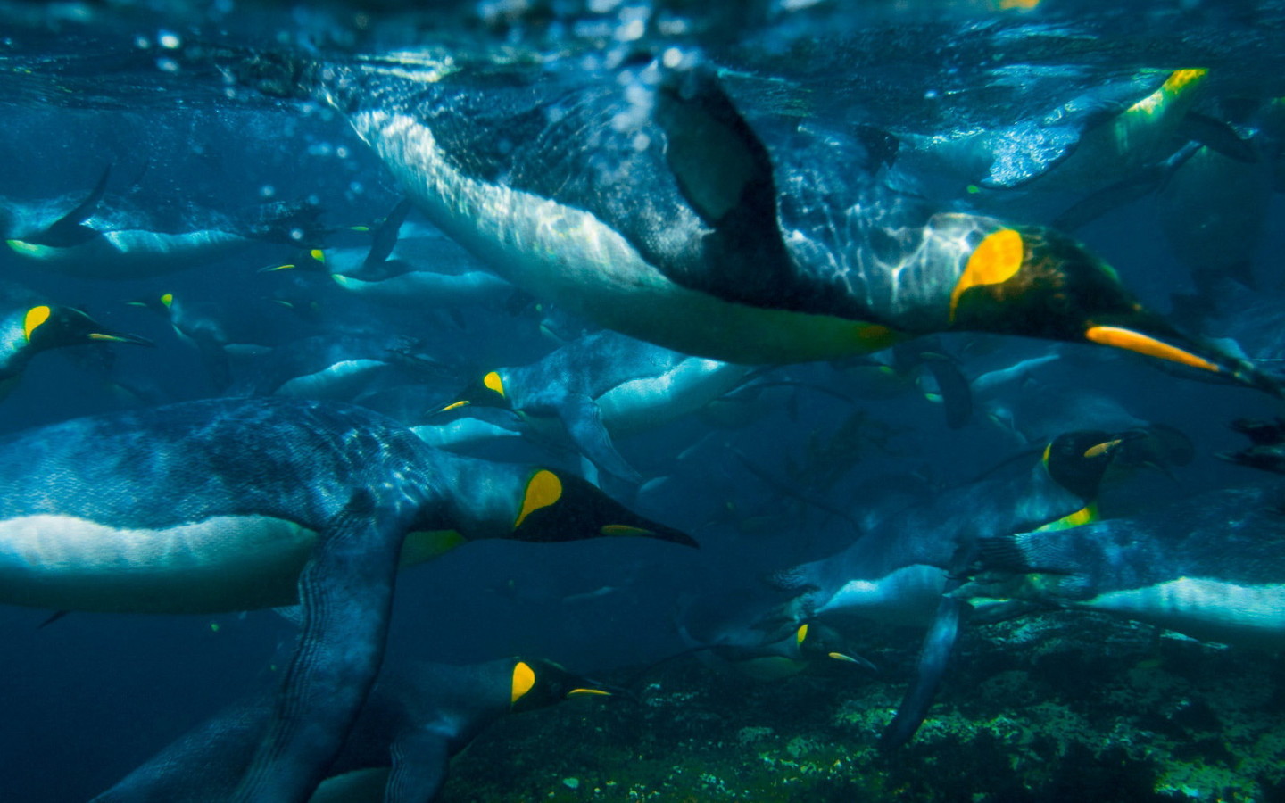 Плывущие пингвины