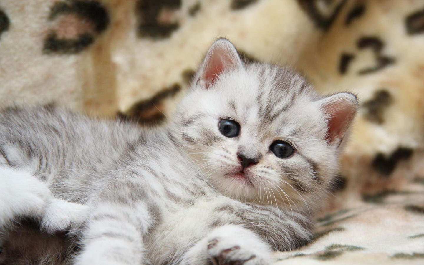 Пушистый котенок