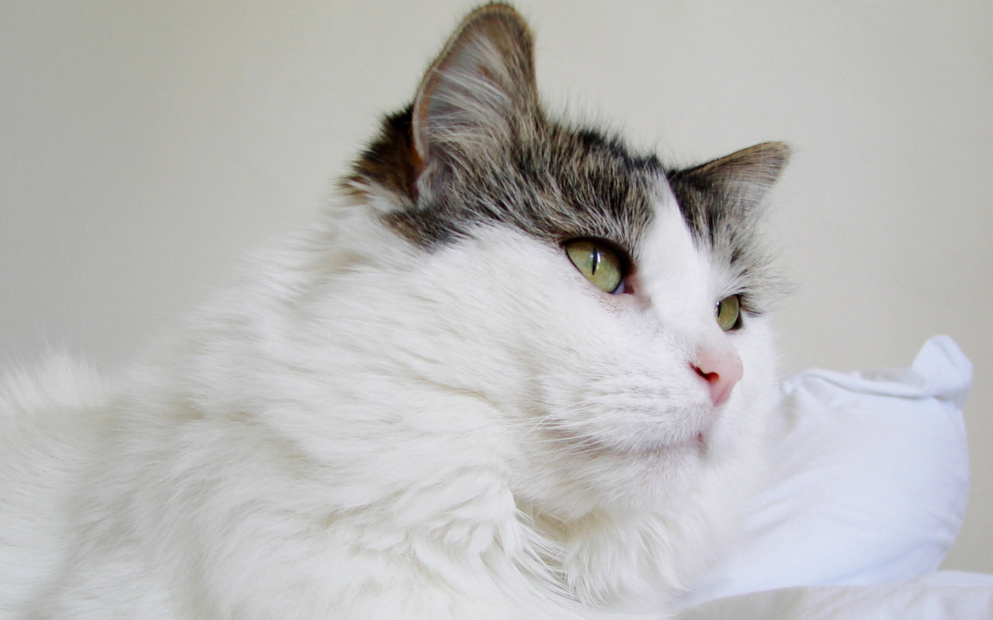 Пушистый кот