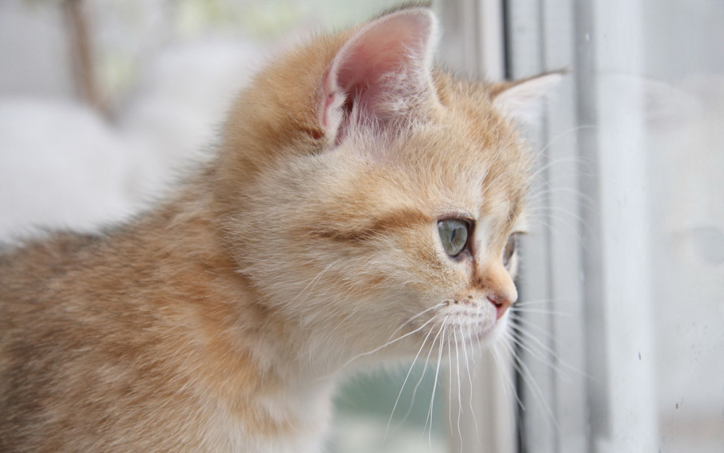 Рыжий котенок