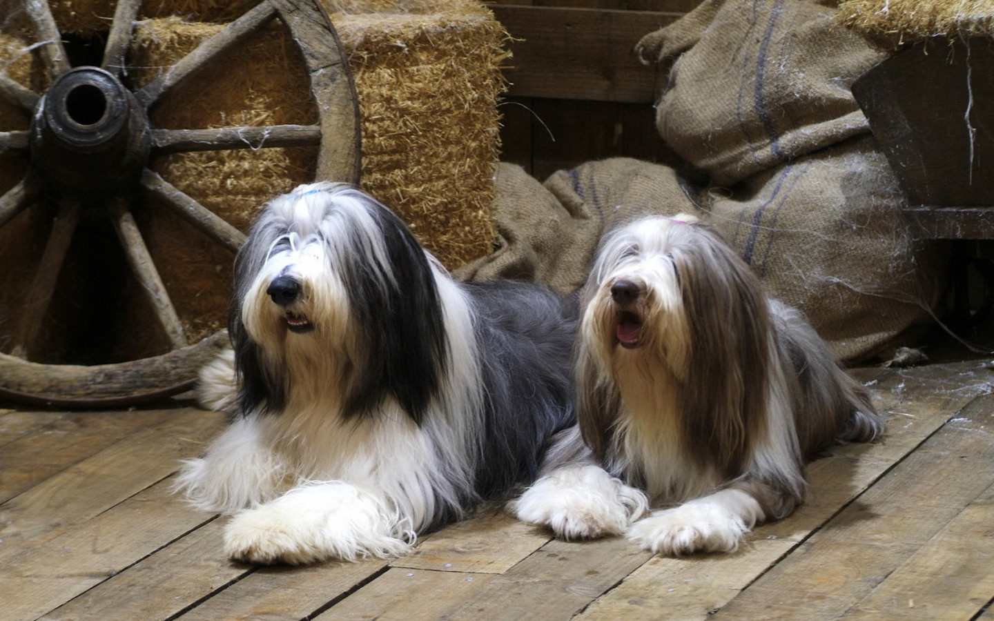 Бородатые колли