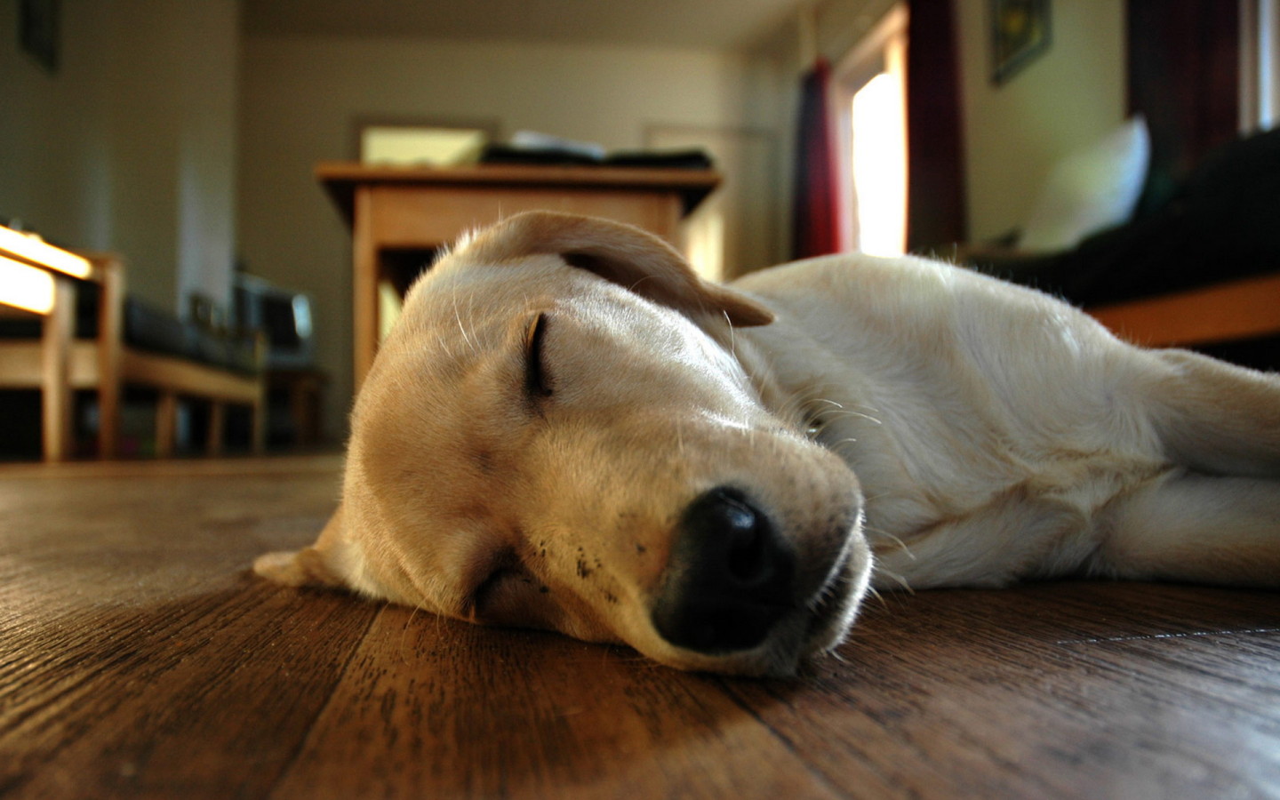 Sleeping dog on floor