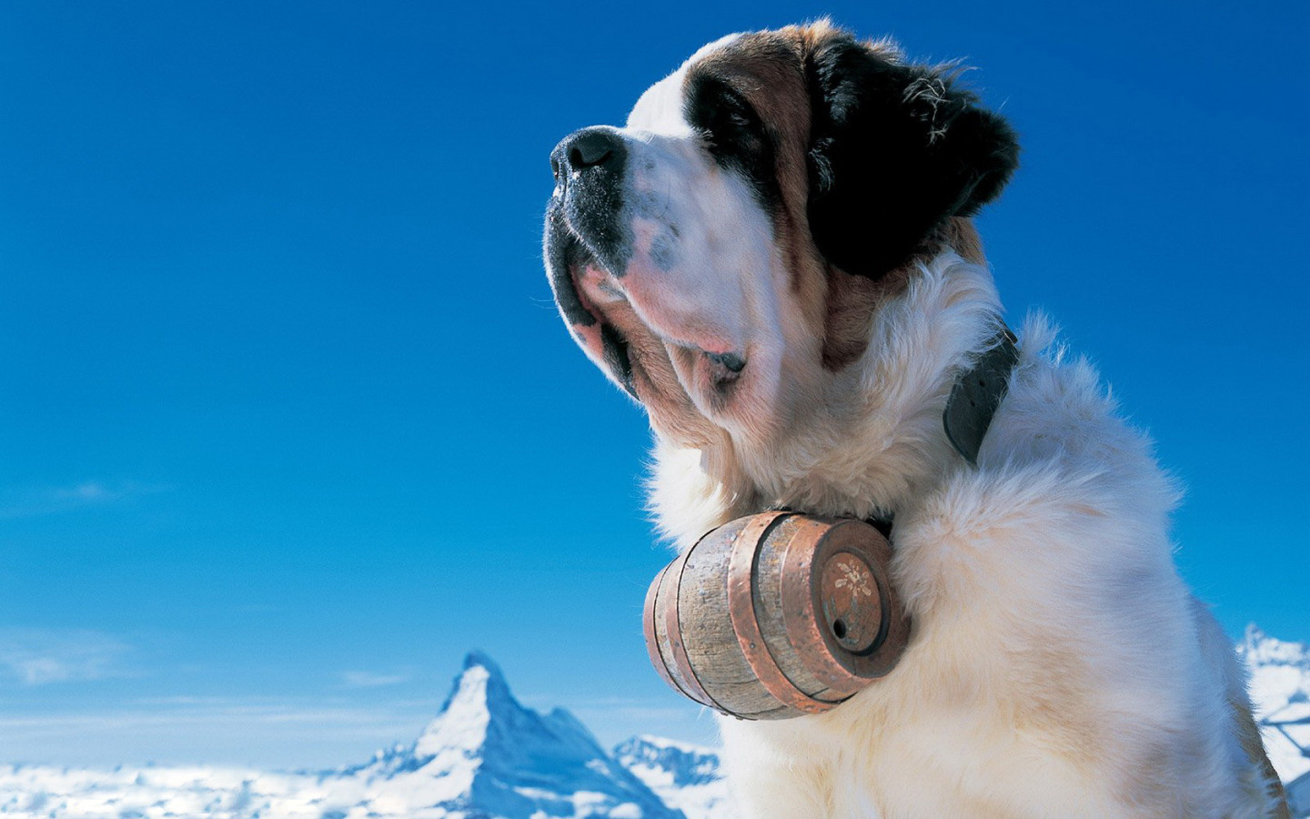 Сенбернар в горах