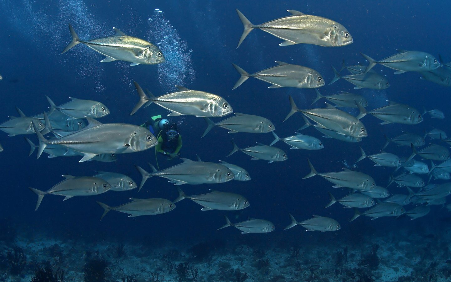 На дне моря