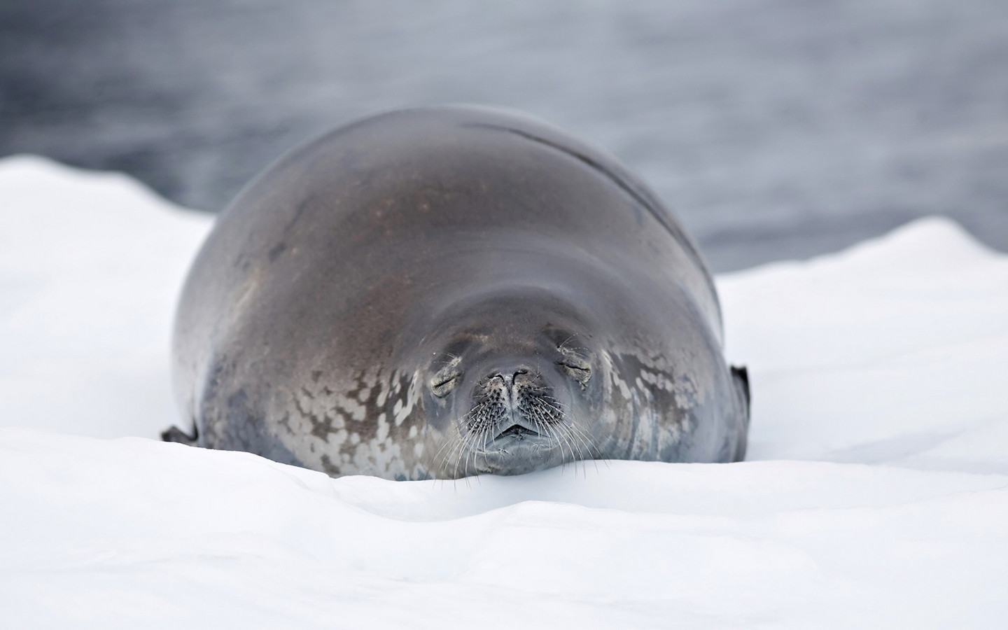 Морской лев