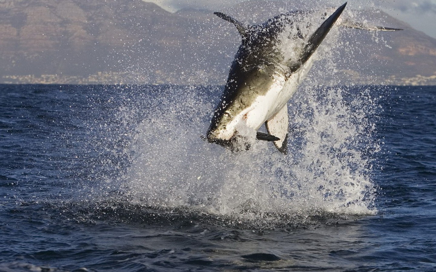 Акула в нападении