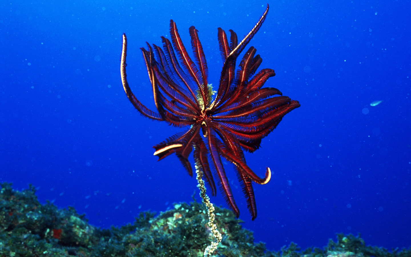 Подводный мир Красного моря