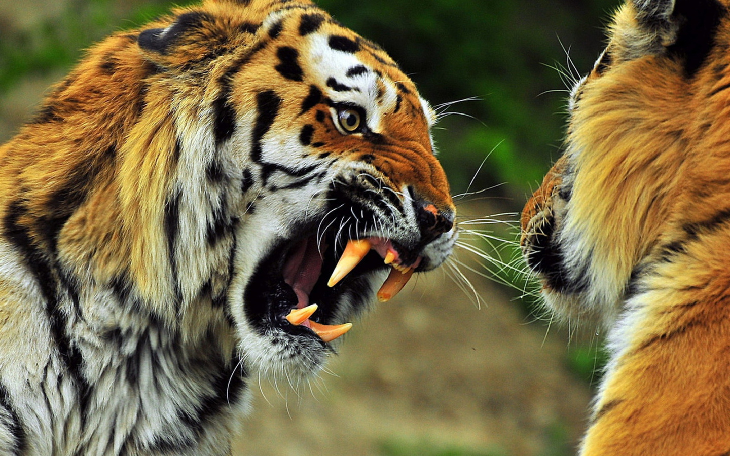 Звериная схватка