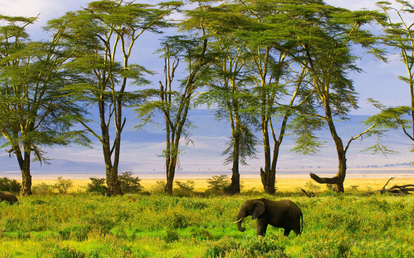 Слон в саванне