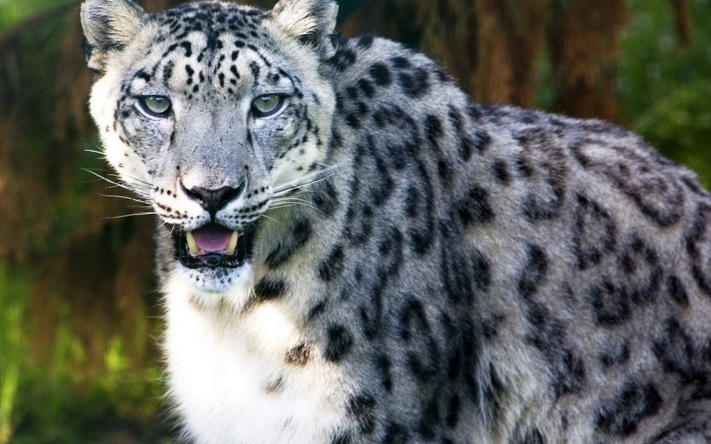 Ирбис в лесной чаще