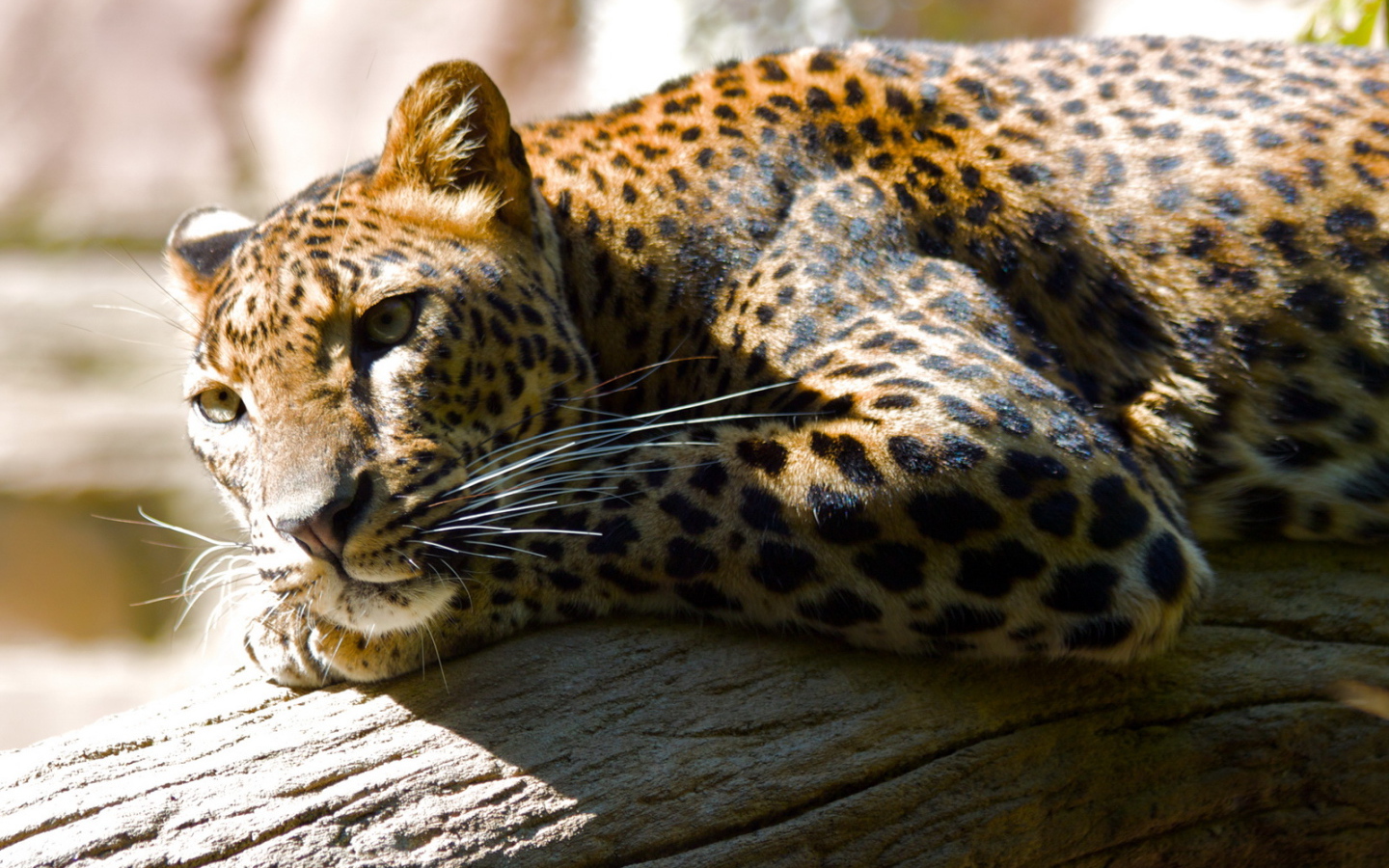 Леопард лежа на дереве