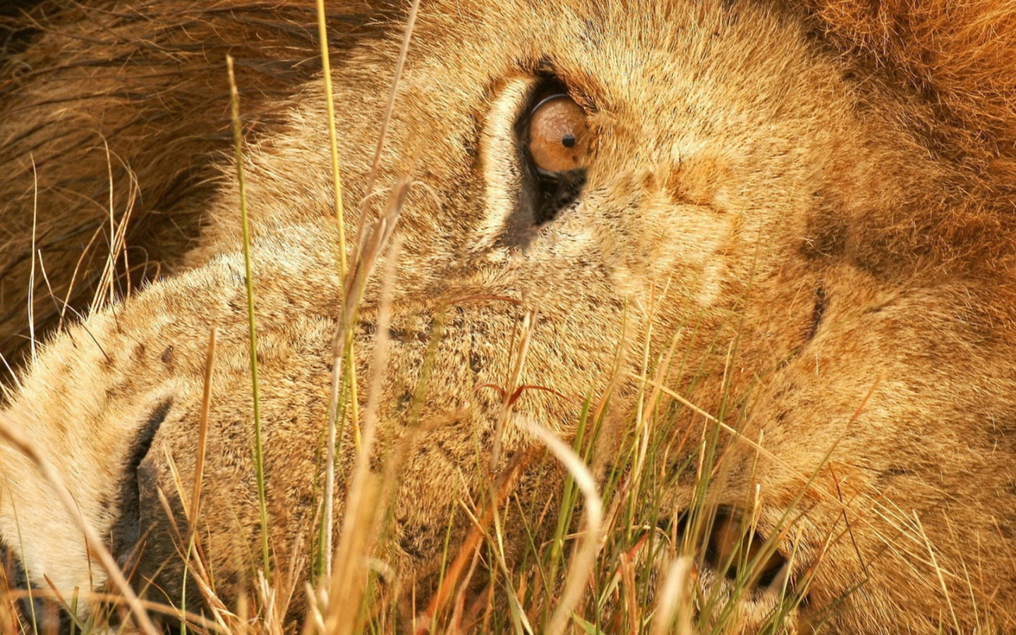 Лева в траве