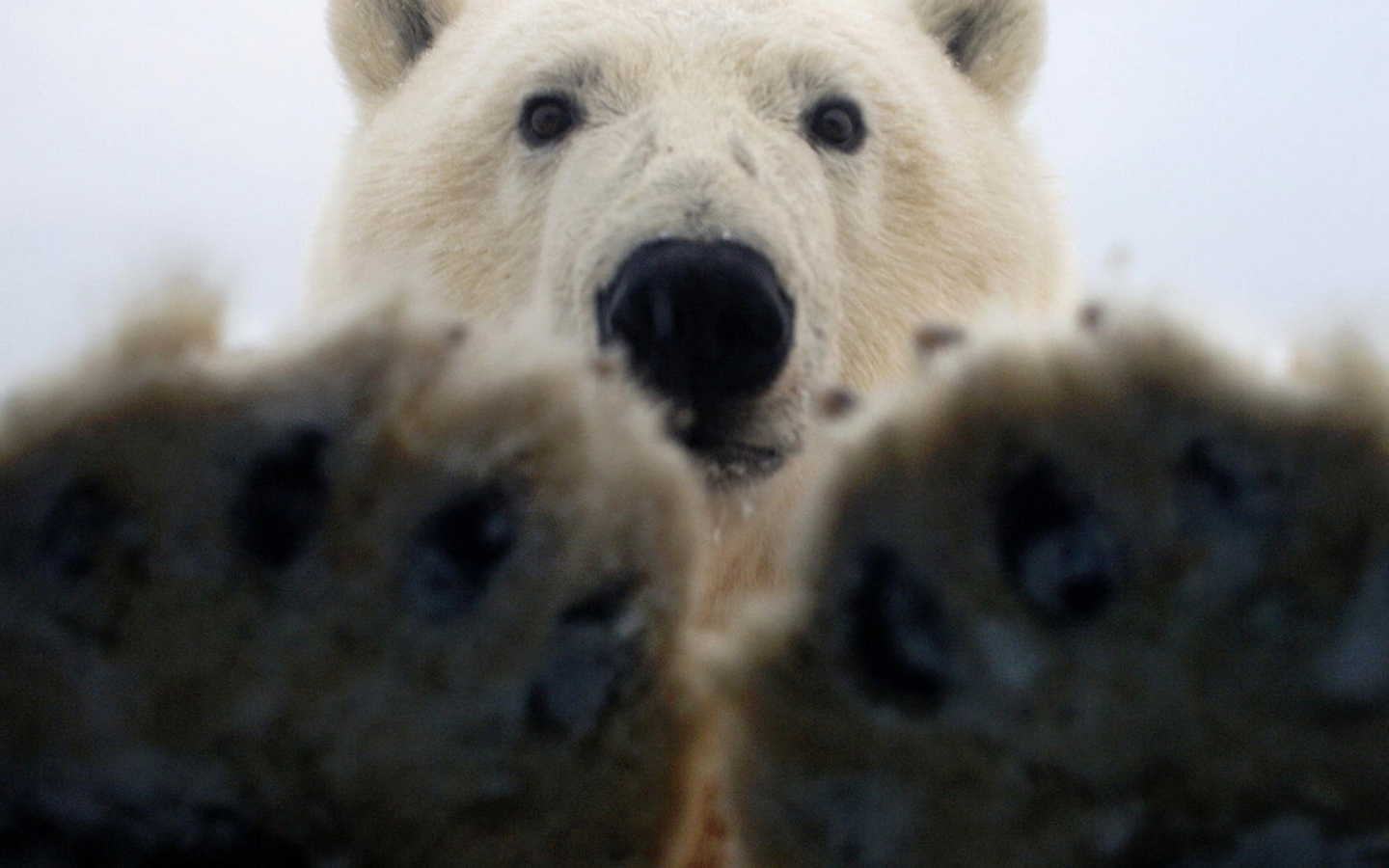 Лапы белого медведя