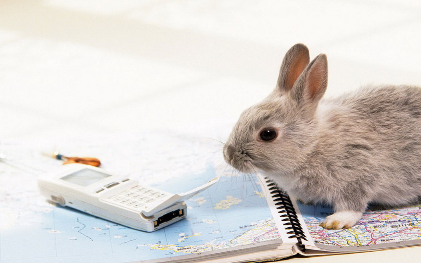 Крольчонок