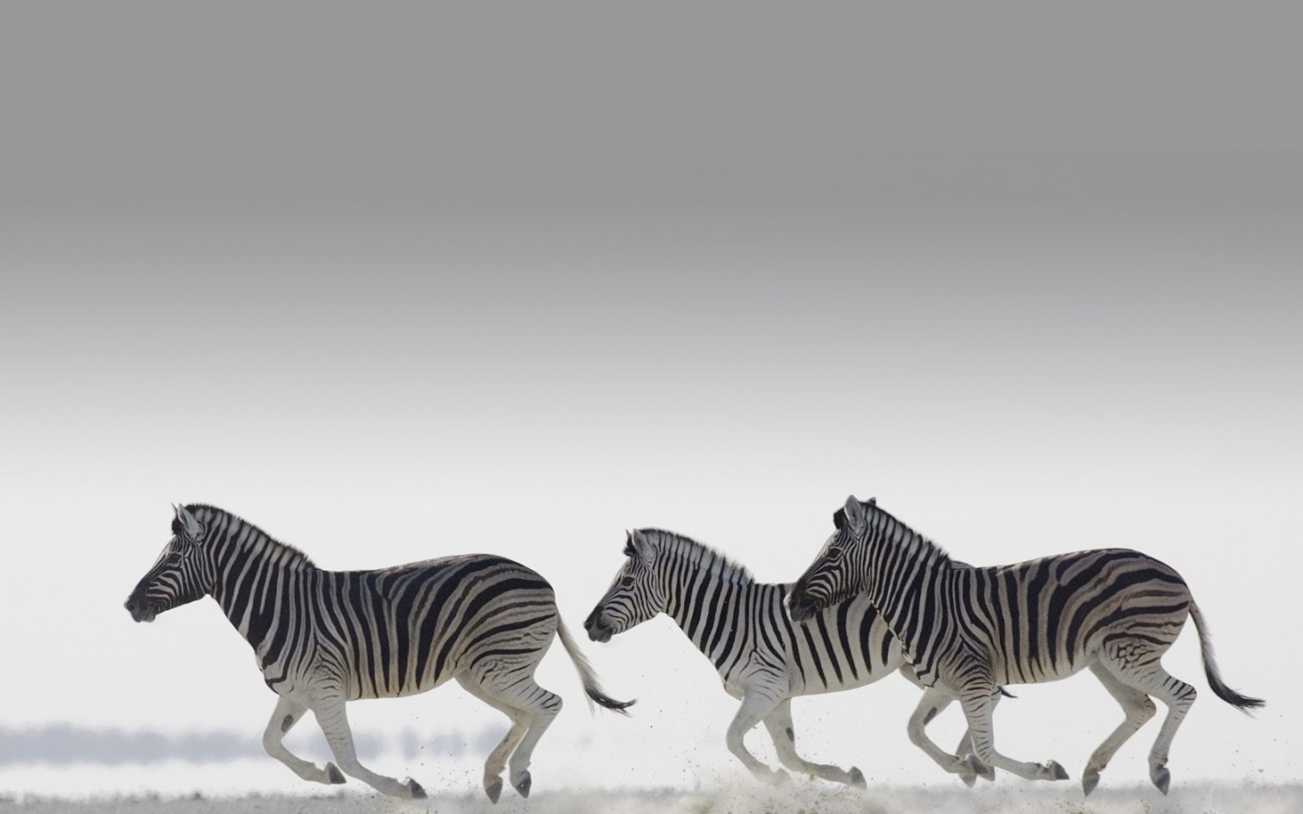 Полосатые зебры