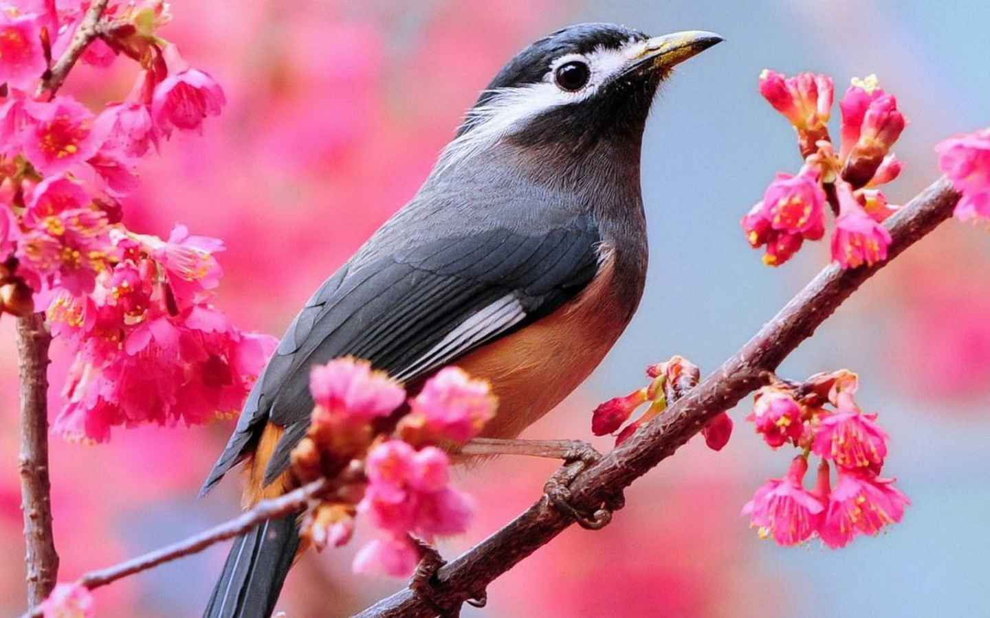 Птичка на ветке