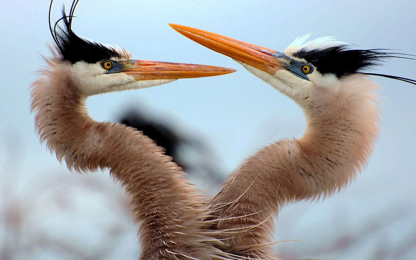 Танец любви
