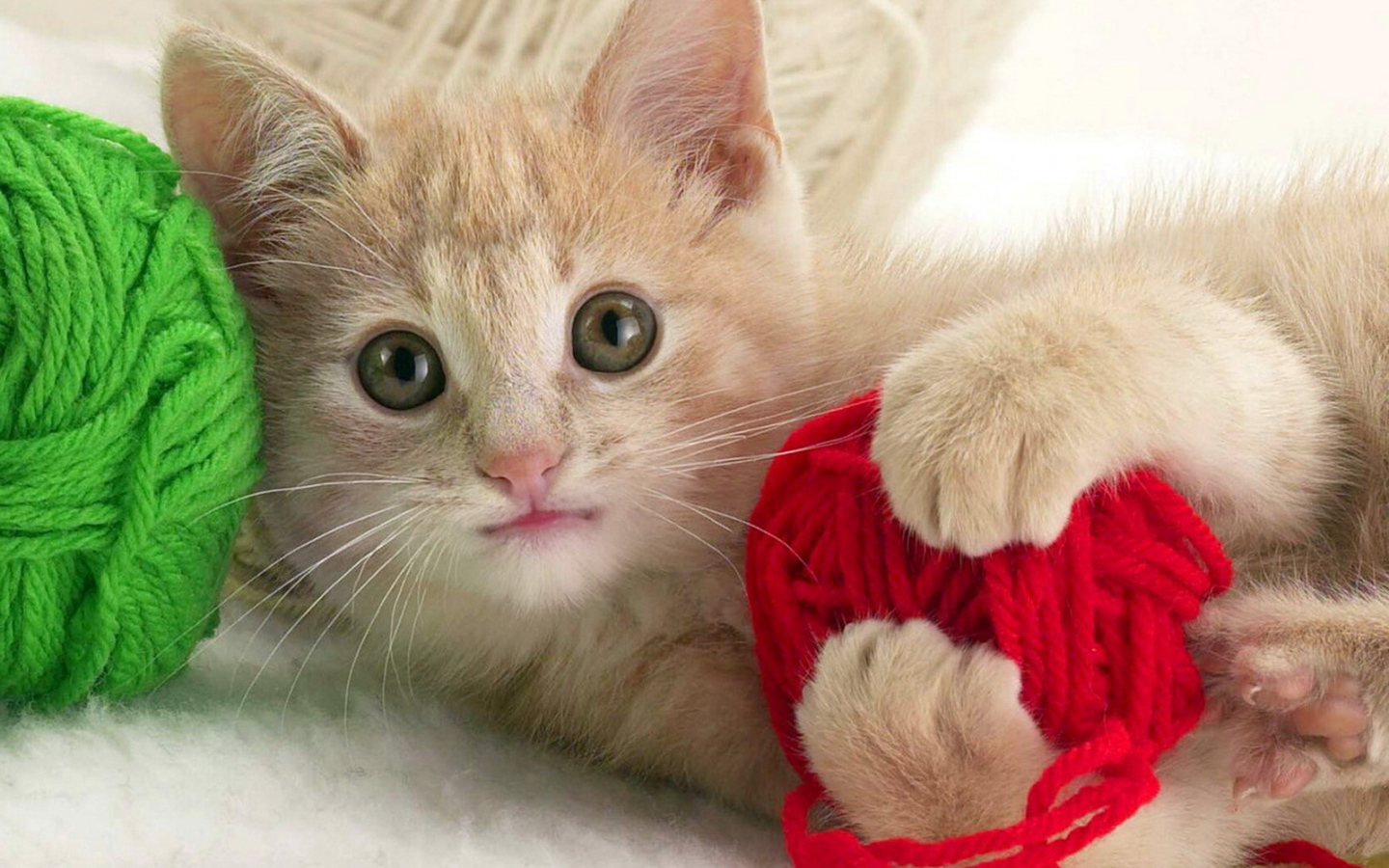 Играющий котенок