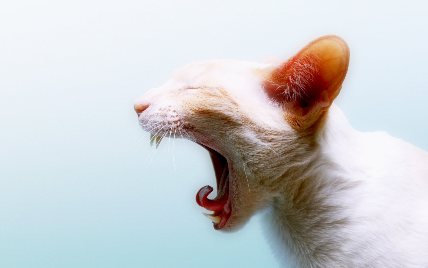 Зевающая кошка